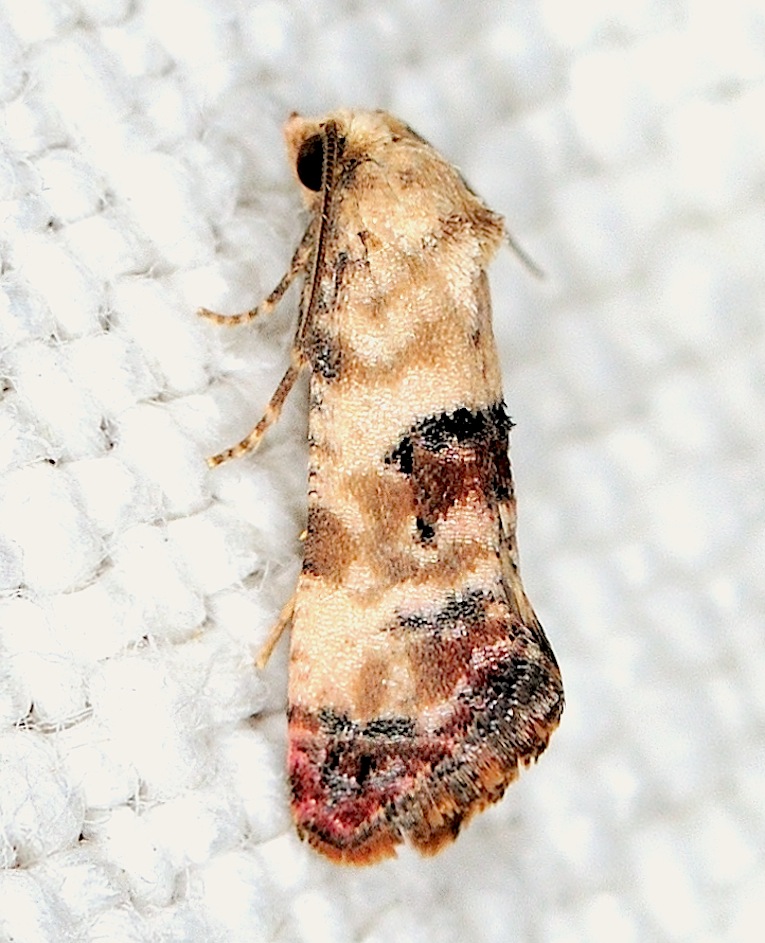 Tortricidae N. 15